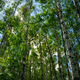 Illustration for article titled Greenwater Provincial Park (picture heavy)